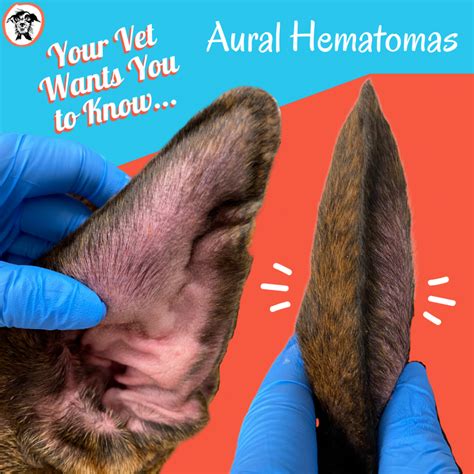 my dogs ear is swollen like a balloon|Dog Ear Hematoma: How To Spot It & Threat at Home.